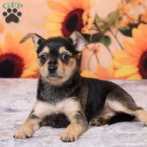 Sally, Chihuahua Puppy